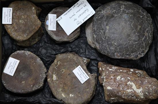 A Hadrosaur egg and five other dinosaur bones, 3.5in. - 6in.